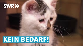 Katzen fürs Tierheim  SWR Zur Sache BadenWürttemberg [upl. by Esirahs]