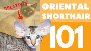 The Oriental Shorthair Cat 101  Breed amp Personality [upl. by Aiset793]