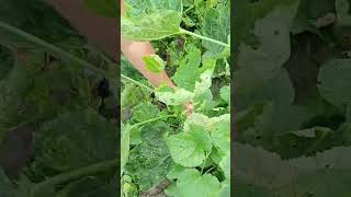 sister picking more fresh veggies fruits of okra so fruitful for us nature garden rurallife [upl. by Parthenia]