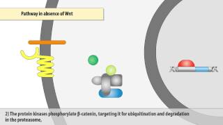 The Wntβcatenin signaling pathway [upl. by Marco487]