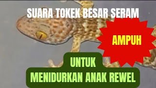 tokek Suara Tokek besar keras yg seram cocok untuk bayi rewel tokay gecko noises geckonoises [upl. by Ynavoeg]