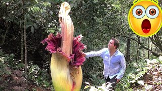 10 Carnivorous Plants Eat Everything From Insects to Mammals [upl. by Gabby59]