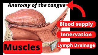 15 Gross anatomy of the tongue muscles innervation blood supply [upl. by Frerichs328]