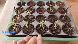 How to grow brinjal from seeds with update Brinjal from seeds at home [upl. by Boesch]