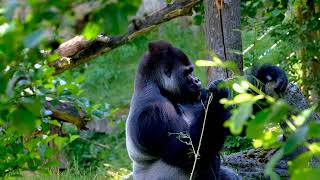 Gorillas in the Mist A Journey into the Wild [upl. by Sully249]