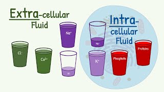 Extracellular Fluid vs Intracellular Fluid The MAIN DIFFERENCE in Composition [upl. by Neeruan]