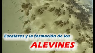 Formación de los Alevines de Angel o Escalar  Reproducción Segunda parte [upl. by Taryne671]