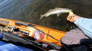 Redfish crack 101 Catching Redfish in shallow marsh [upl. by Pontius54]