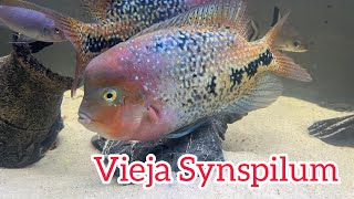 Meet The Vieja Synspilum  Species Profile [upl. by Aala]