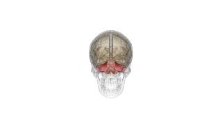 How does the cerebellum compute proprioceptive information probably not like this [upl. by Neved]