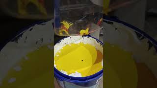 Colour PALMYRA 10GY 52\541 fyp fypshorts fypシ゚viral fypyoutube cat experiment [upl. by Amir587]