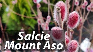 Salcie Mount Aso Salix gracilistyla Mount Aso [upl. by Haldis]