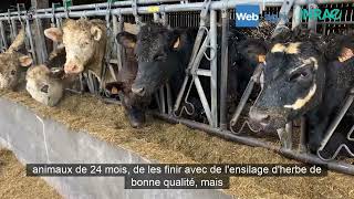 Produire de la viande en élevage laitier grâce au croisement Angus [upl. by Disini]