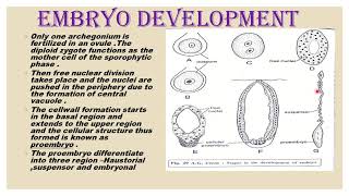 CYCAS EMBRYOGENY [upl. by Dlanigger442]