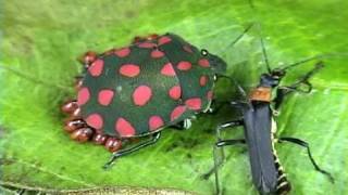 Mamãe Coruja  Percevejos  Hemiptera  Cuidado Parental [upl. by Chien]