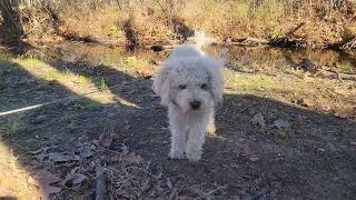 Creek Miniature Poodle November [upl. by Cynara]