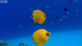 Butterflyfish Chaetodon semilarvatus [upl. by Leopoldeen]