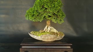 Bonsai Training Guide Chamaecyparis obtusa Nana [upl. by Assirek]