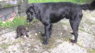 Flatcoated Retriever father and puppies [upl. by Cand]