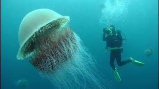 WORLD’S LARGEST JELLYFISH LION’S MANE [upl. by Marika881]