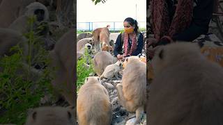 Langur group join sakshi langor langur monkey creatures gemini [upl. by Danika]