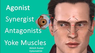 Agonist Synergist Antagonist and Yoke muscle of Eye  Cardinal direction of gaze [upl. by Arlo]