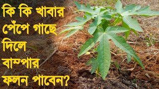 পেঁপে গাছে কি কি খাবার দিলে বাম্পার ফলন পাবেন  How to Take Care Papaya Tree [upl. by Bergess]