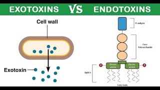 Exotoxin and Endotoxin DR ABDELRAHAMAN ATTIYA [upl. by Sineray]