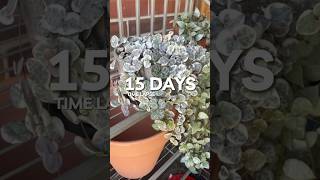 Variegated String of Hearts Time Lapse planttimelapse houseplants succulent plants [upl. by Nadeau143]