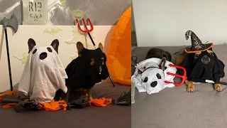 DIY Halloween Costume For Dogs [upl. by Ynatirb]