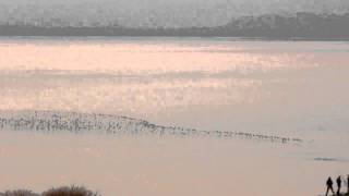 Birds across Morecambe bay [upl. by Lebasiairam]