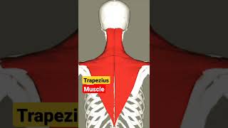 Trapezius muscle shorts viral youtubeshorts [upl. by Zaccaria]