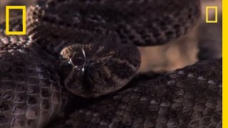 Rattlesnake vs Rat  National Geographic [upl. by Con817]