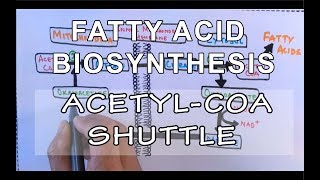 Acetyl COA Shuttle  Fatty Acid Biosynthesis  Part I [upl. by Winonah860]