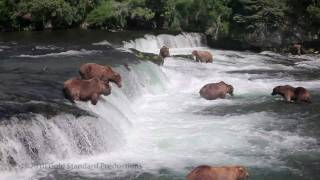 Brown Bears fishing at Brooks River Falls Katmai Natl Pk Alaska HD [upl. by Lissi649]