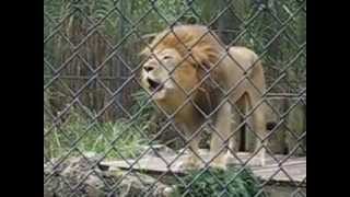 Amazing lion goes Crazy at the Naples Zoo [upl. by Otirecul]