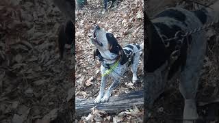 PUPS TREEING A BEAR bearhunting hounds dog [upl. by Ladiv325]