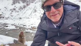 Snow monkey park Nagano Japan January 2024 [upl. by Sylvan]