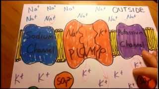 RestingAction Potential in Plain English [upl. by Anailuy384]