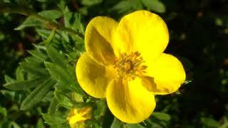 Potentilla fruticosa Goldfinger [upl. by Nigel]