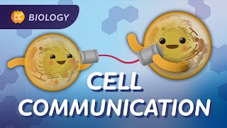 Why Do Cells Need to Communicate Crash Course Biology 25 [upl. by Nacul900]