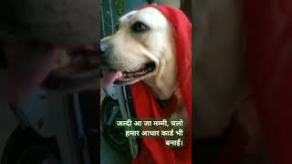 Aadhar card banane chalolabrador dog funny youtubeshorts trendingvedio  punji the labrador [upl. by Dickie]