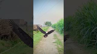 Insaan Bna eagle javedextra comedy comedyfilms [upl. by Bannon]