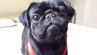 Chewie the Black Pug is going crazy [upl. by Brooke]