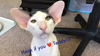 Teddy the original honking cat [upl. by Adnoluy]