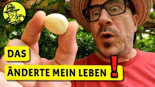 Selbstversorgung mit Knoblauch aus dem Garten  Messerschärfer 100 Jahre alt [upl. by Isborne236]