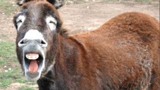 Animals Making Funny Noises  A Funny Animal Sounds Compilation 2016 [upl. by Ennairod]