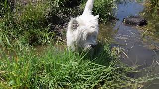 West Highland White Terrier Westie Bobby With Alpha [upl. by Kavita]