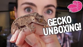 AMAZING Crested Gecko Unboxing and Bioactive Setup  Stepbystep [upl. by Kruter]