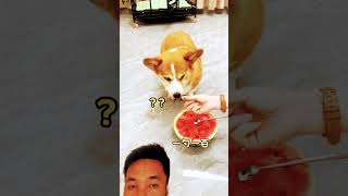 Dogs eat watermelon watermelon shortvideo shots [upl. by Nomrah691]